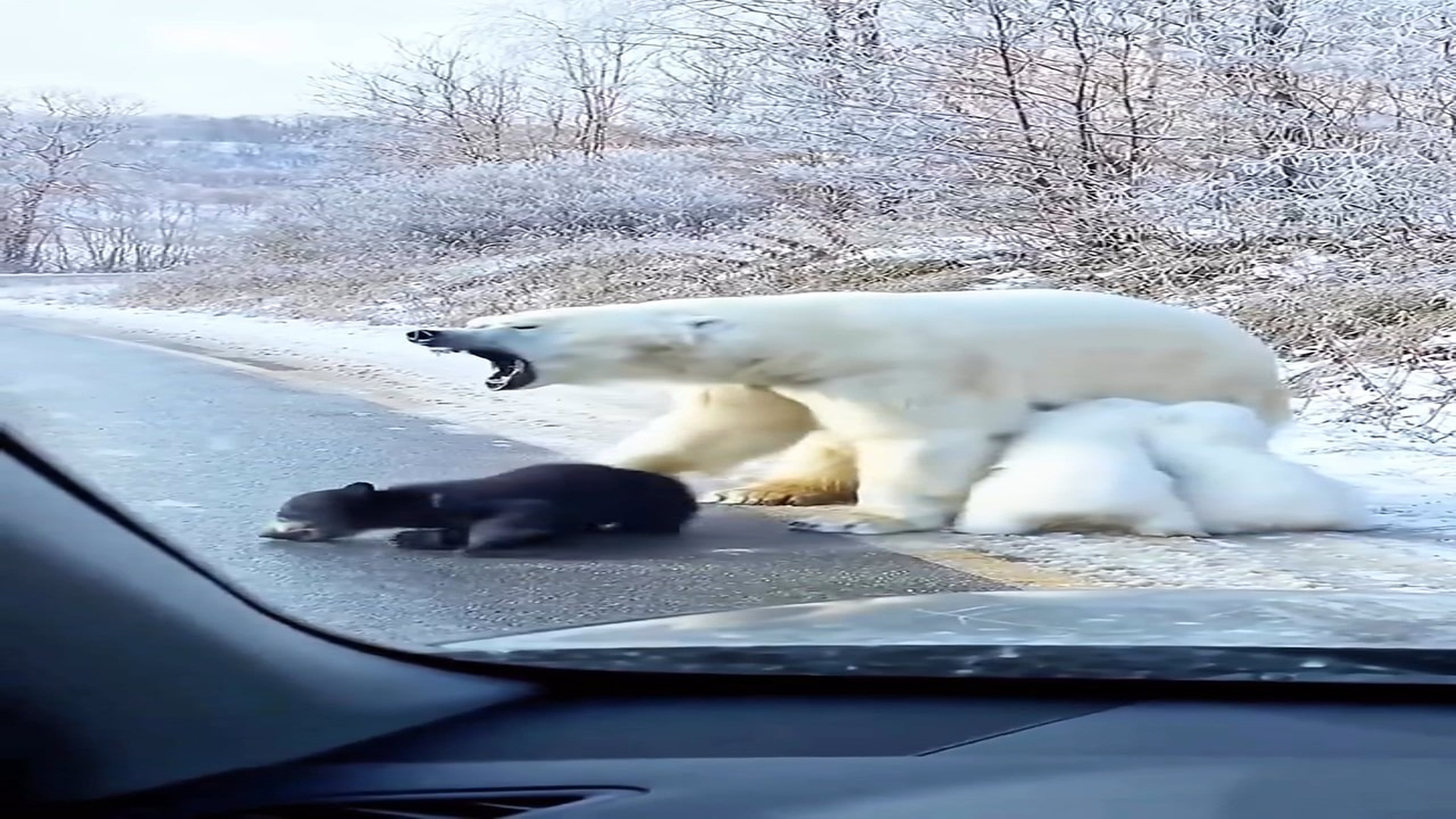 Full rescue story: T3110006_Mama Bear Walked Away Her Weakest Cub, a Man Couldn t Look Aw