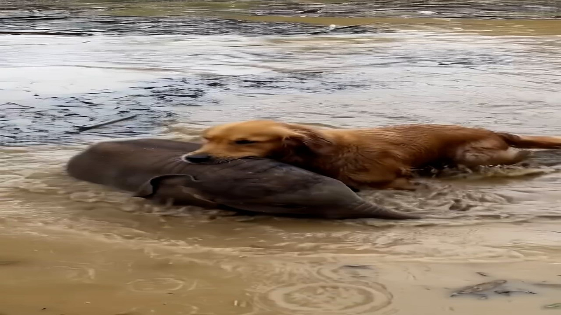 Full rescue story: T3110004_Hero dog saves a baby elephant flood