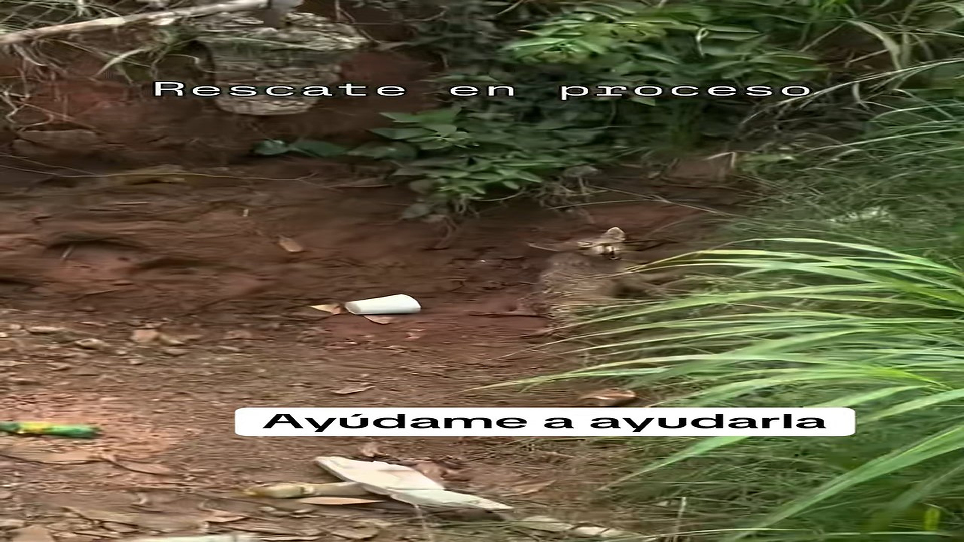 Full rescue story: T3110001_Animal Rescue Story