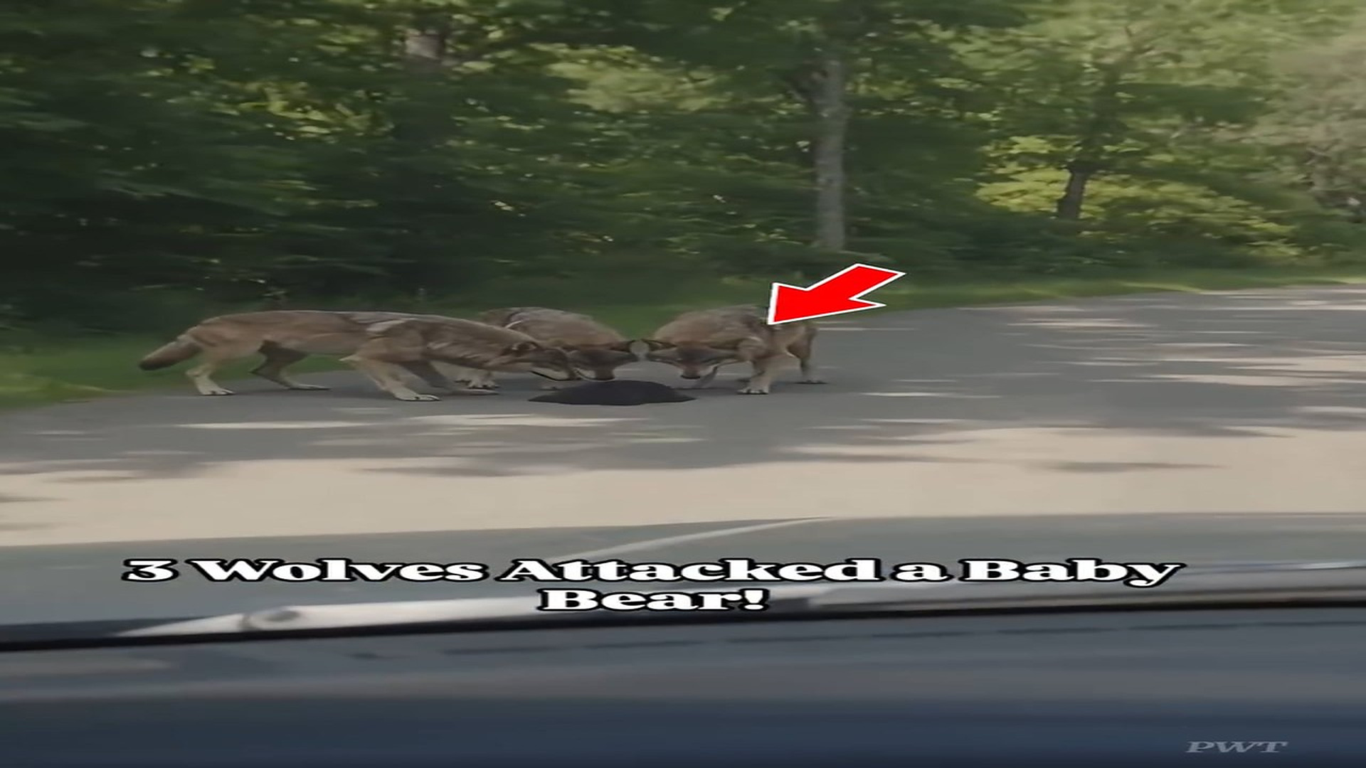 Full rescue story: T3110003_3 Wolves Surrounded a Baby Bear What Man Did Shocked Everyone! #